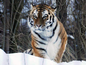 Wild Korean Amur tiger