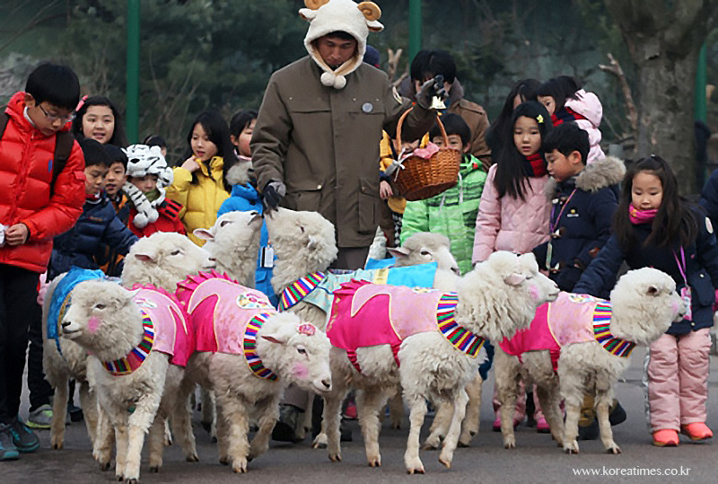 Korean sheep in hanbok